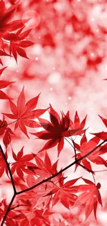 Bright red maple leaves on a branch against a blurred background.