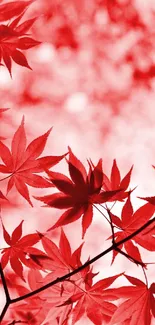 Vibrant autumn red leaves wallpaper design.