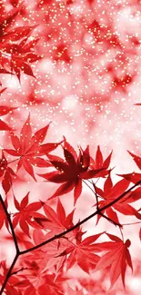 Vibrant red maple leaves creating a striking background.