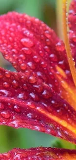 Close-up of a vibrant red lily with droplets.