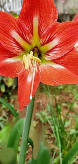 Close-up of a vibrant red lily flower with a lush green background.