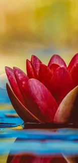 Red lotus flower with a serene water reflection on a vibrant background.