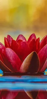 Vibrant red lotus blooming on tranquil water surface.