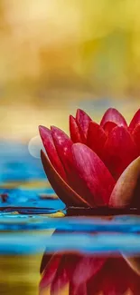 Vibrant red lotus flower with serene reflection on water.