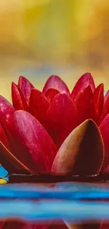 A vibrant red lotus floating on calm water.