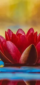 Vibrant red lotus on blue water with serene background.