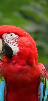 Vibrant red macaw with colorful feathers and a green background.