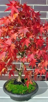 Red maple bonsai with vibrant leaves in a pot.