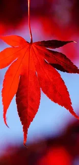 Vibrant red maple leaf on a blurred background.