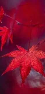 Vibrant red maple leaves with a blurred background create a stunning mobile wallpaper.