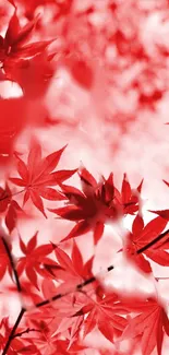 Vibrant red maple leaves wallpaper with natural elegance.