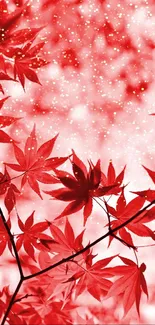 Vivid red maple leaves mobile wallpaper.