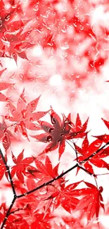 Vibrant red maple leaves wallpaper with a soft faded background.