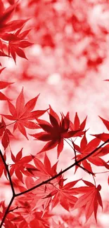 Vibrant red maple leaves in a soft-focus background.