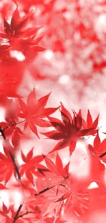 Vibrant red maple leaves against a blurred white background.