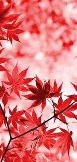 Vibrant red maple leaves create an autumn-themed mobile wallpaper.