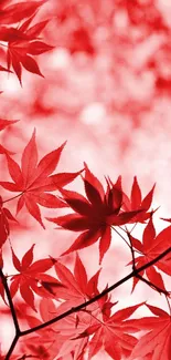 Red maple leaves creating a vibrant and serene wallpaper design.