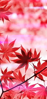 Mobile wallpaper of red maple leaves with a blurred pink background.