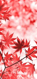 Vibrant red maple leaves on branches against a blurred background.