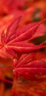 Vibrant red maple leaves wallpaper for mobile devices.