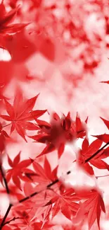 Mobile wallpaper of vibrant red autumn leaves against a soft background.