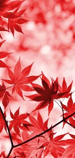 Vibrant red maple leaves with a soft blurred background.