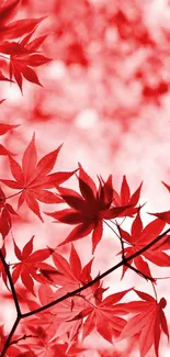 Vibrant red maple leaves create a stunning autumn-inspired mobile wallpaper.