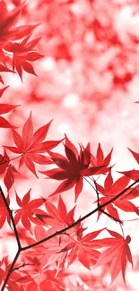 Red maple leaves mobile wallpaper with vibrant autumn theme.