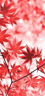 Vibrant red maple leaves on a branch, set against a soft, blurred background.