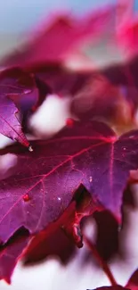 Close-up of vibrant red maple leaves with blurred background.