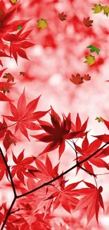 Vibrant red maple leaves on a branch in an abstract pattern.