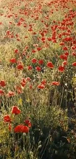 Vibrant red poppy field under sunlight.