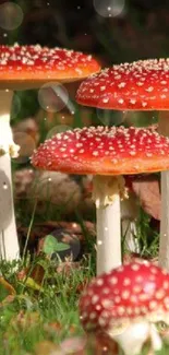 Vibrant red mushrooms in a forest setting with green grass.