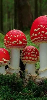 Red mushrooms in a lush green forest setting, nature wallpaper.