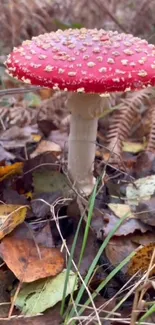 Red mushroom amidst autumn leaves on forest floor.