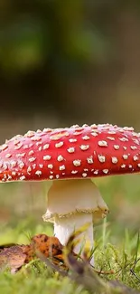 Vibrant red Amanita muscaria mushroom on green grass wallpaper.