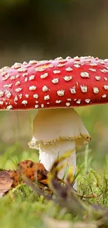 Vibrant red mushroom with white speckles on a natural forest floor.