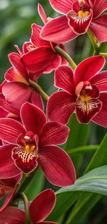 Vibrant red orchids in full bloom with lush green leaves.
