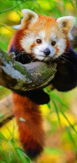 Cute red panda resting on a tree branch in a lush, green forest setting.