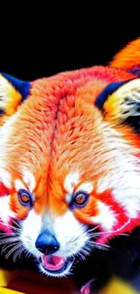 Close-up of a vibrant red panda with orange-red fur against a black background.