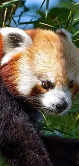 Red panda in lush green forest tree branch.