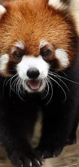 Closeup of a vibrant red panda with rich brown fur on a mobile wallpaper.