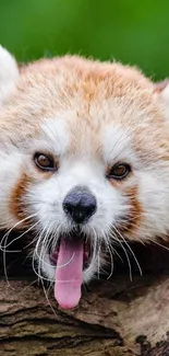 Cute red panda resting on a tree log.