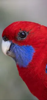 Close-up of a vibrant red parrot with blue markings.