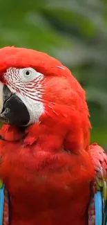 Vibrant red parrot with colorful feathers on a natural background.