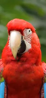 Vibrant red macaw with colorful plumage in a green natural background.