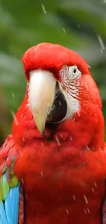 A vibrant red parrot in the rain, showcasing colorful feathers.