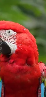 Vibrant red parrot in nature with lush green background.