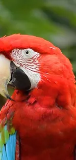 Bright red macaw set against green leaves.