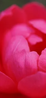 Close-up of a vibrant red peony flower with intricate petal details.